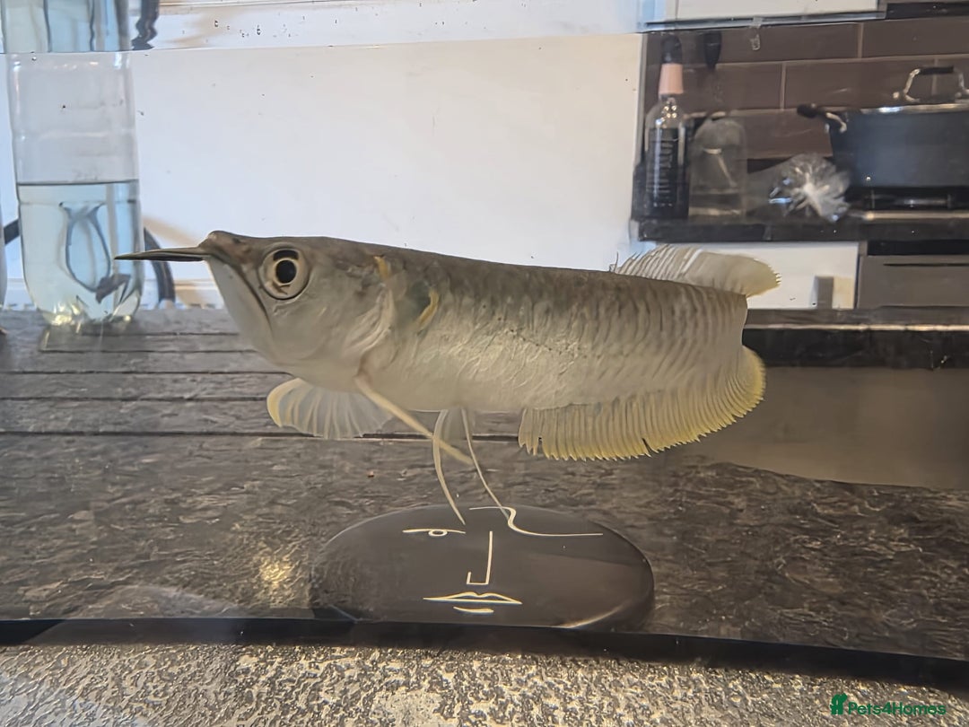 Other/Mixed Breed fish for sale: SLIVER AROWANA - Advert 1