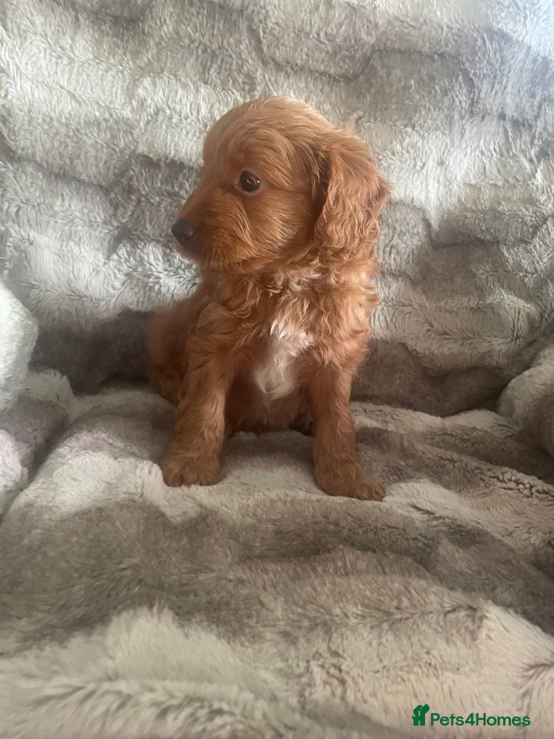 Toy Poodle dogs for sale: Toy poodle puppies  - Advert 18