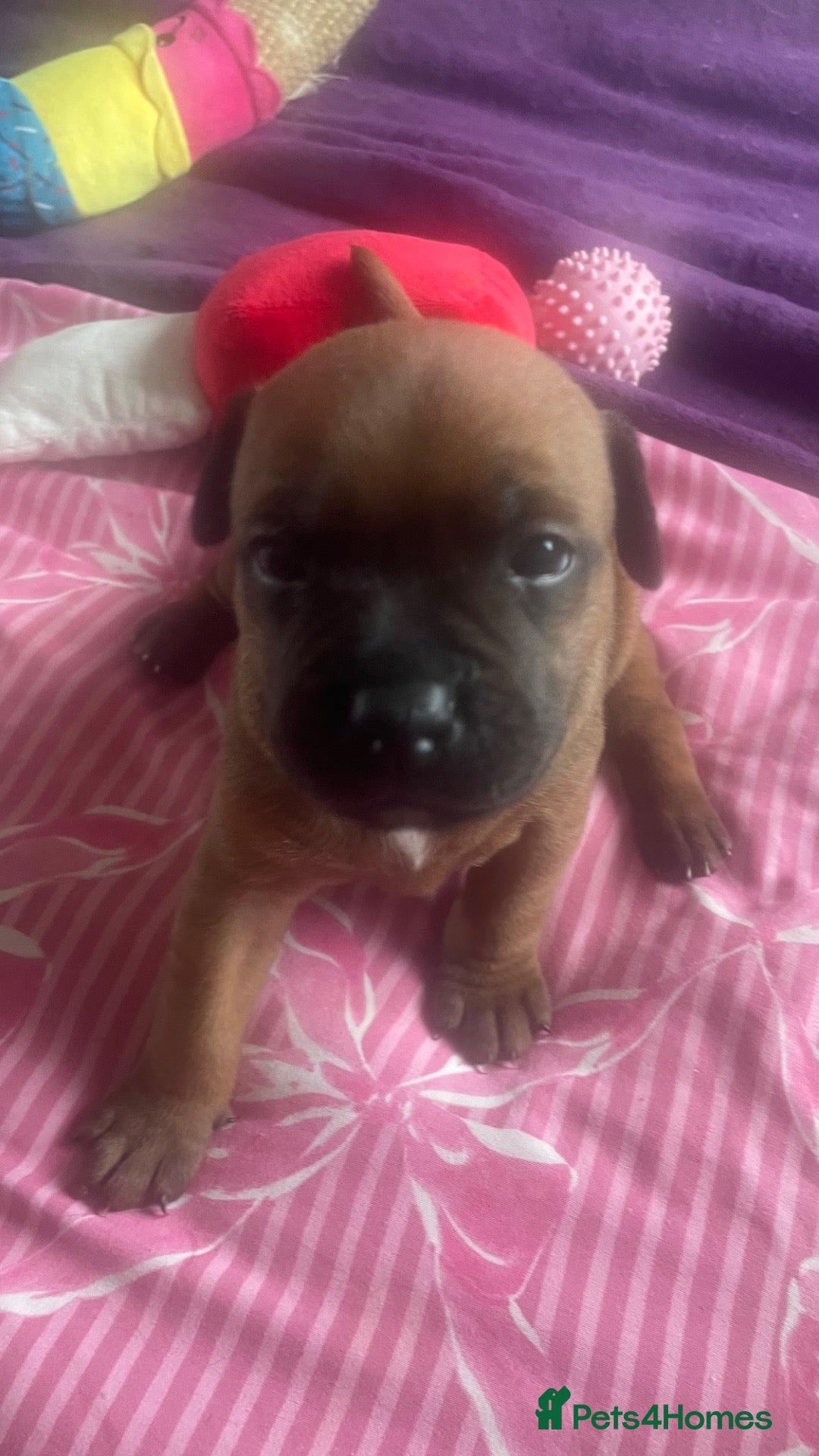Staffordshire Bull Terrier dogs Red. Staffordshire bull terriers  - Advert 14