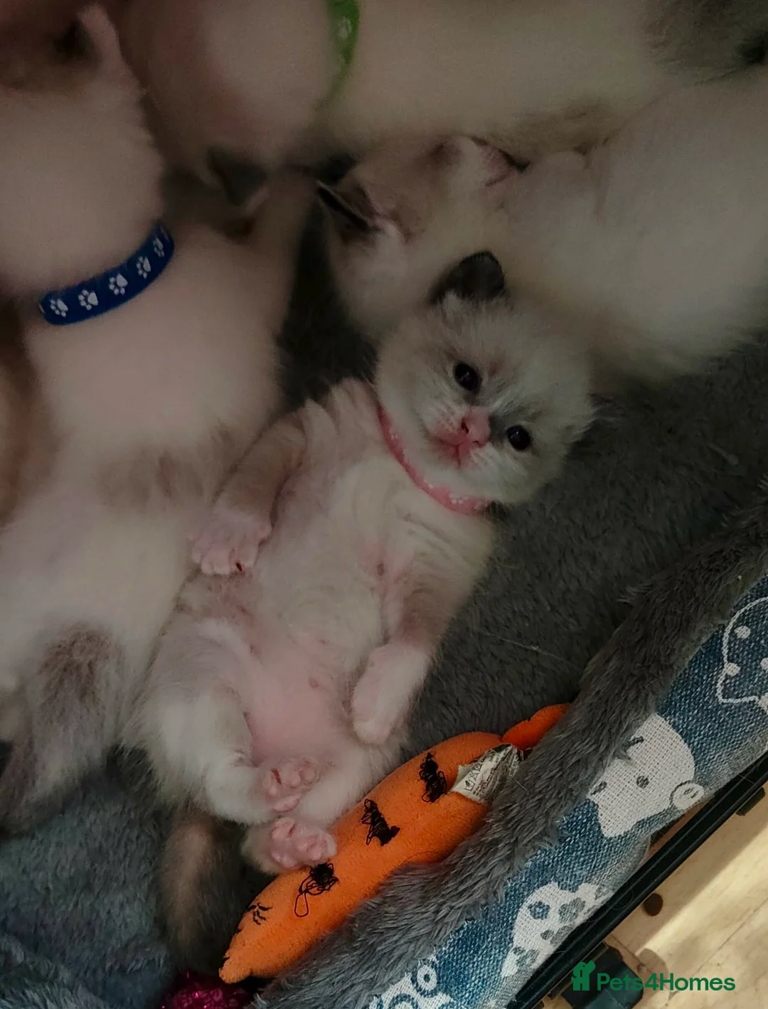 Ragdoll cats for sale: Give Your Heart a Friend-Beautiful Ragdoll Kittens - Advert 2