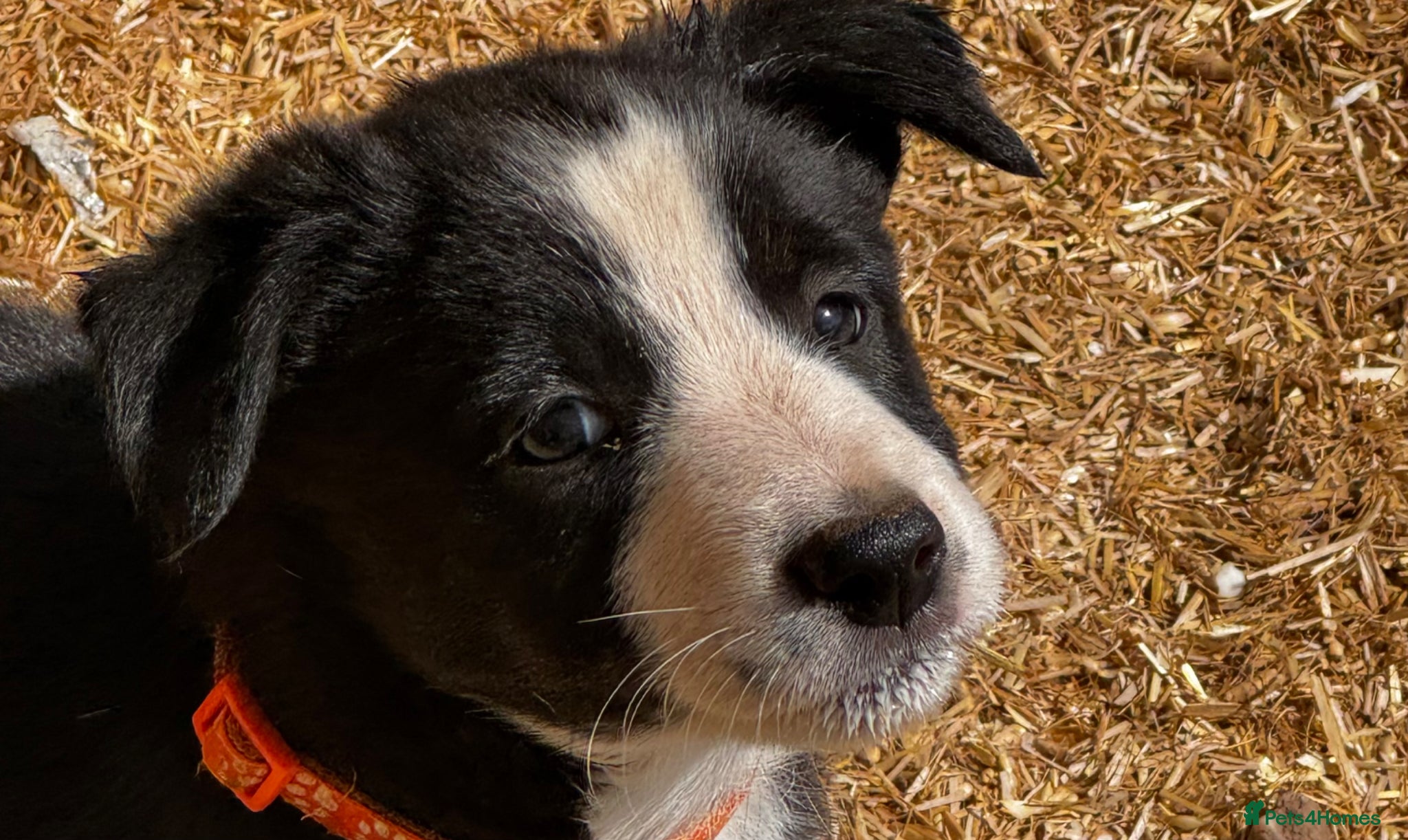 Border Collie dogs 3 adorable, gorgeous, lovable pups. 1 reserved   - Advert 1