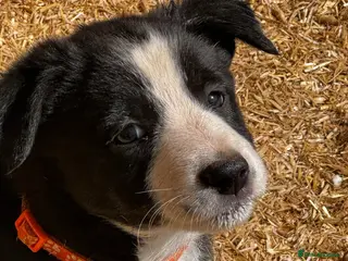 Border Collie dogs 3 adorable, gorgeous, lovable pups. 1 reserved - Advert 5