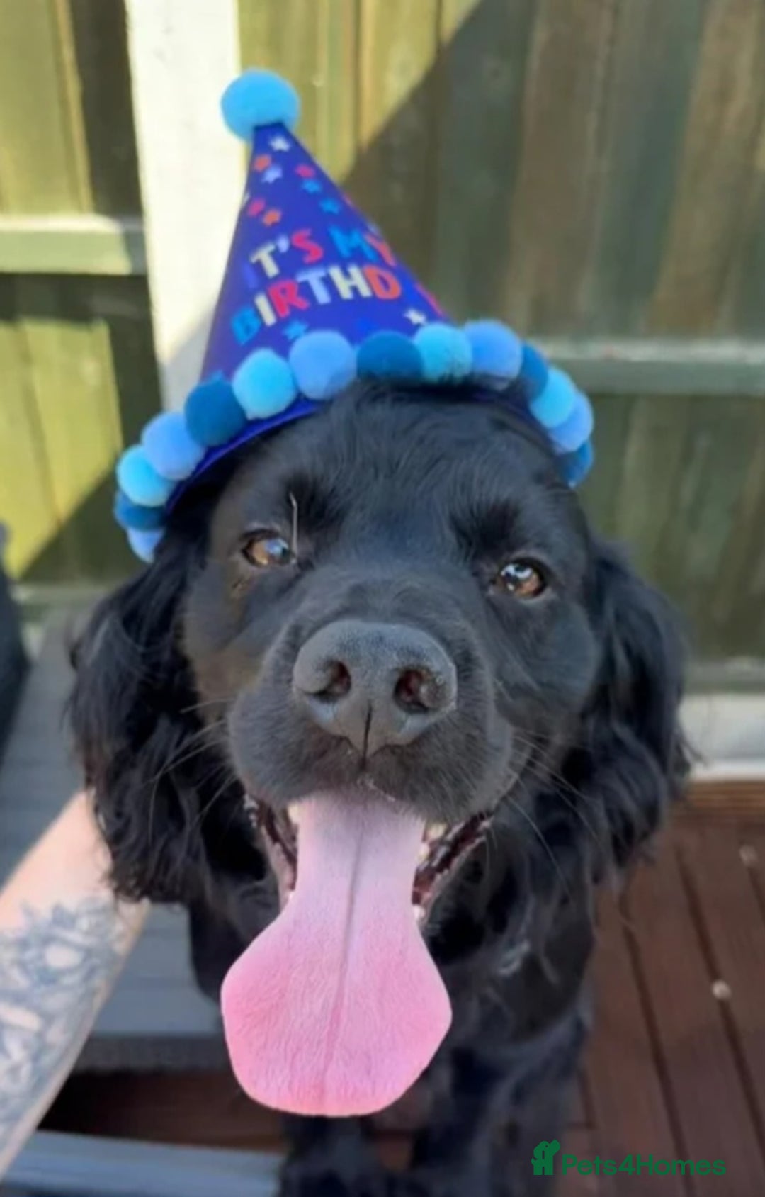 Cocker Spaniel dogs for sale: Cocker spaniel puppy  - Advert 3