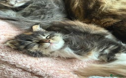 Maine Coon cats for sale: Stunning, super happy Mainecoon kittens x4 - Advert 4