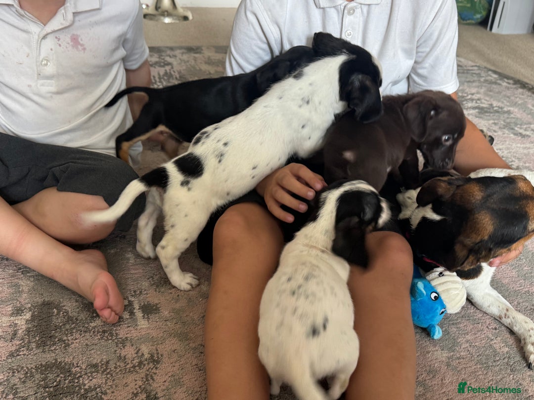 Mixed Breed dogs for sale: Cocker jacks. 2 boys 2 girls! - Image 14