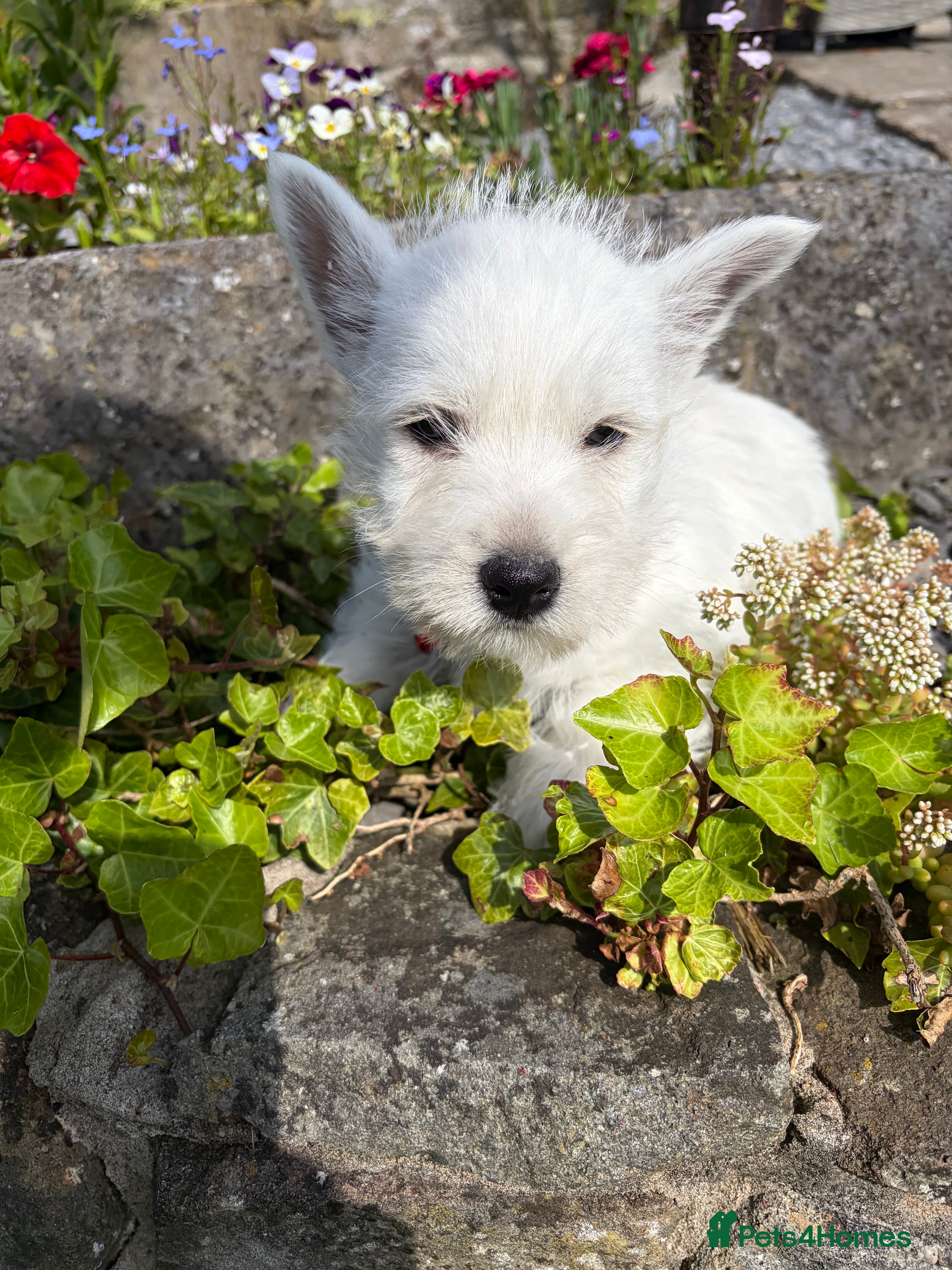 West Highland Terrier dogs Gorgeous Westie female puppies - Advert 2
