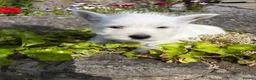 West Highland Terrier dogs for sale: Gorgeous Westie female puppies - Advert 14
