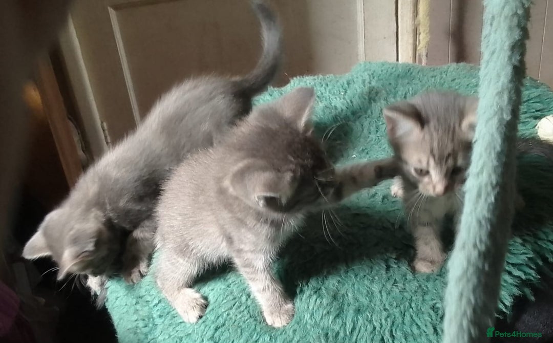 Mixed Breed cats for sale: Awesome Spotty Dotty Silver  Blue Bengal x Kittens - Image 26