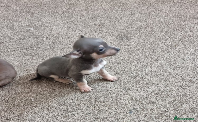 Chihuahua dogs - Advert 2