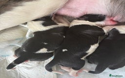 Border Collie dogs for sale: Border collie  - Image 5