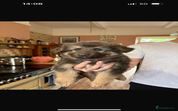 German Shepherd dogs for sale: 8 beautiful long haired German shepherd puppies  - Image 36