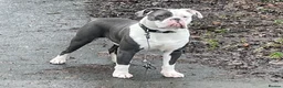 Dorset Olde Tyme Bulldogge dogs for stud: Beautiful old tymebulldog up for stud - Advert 21
