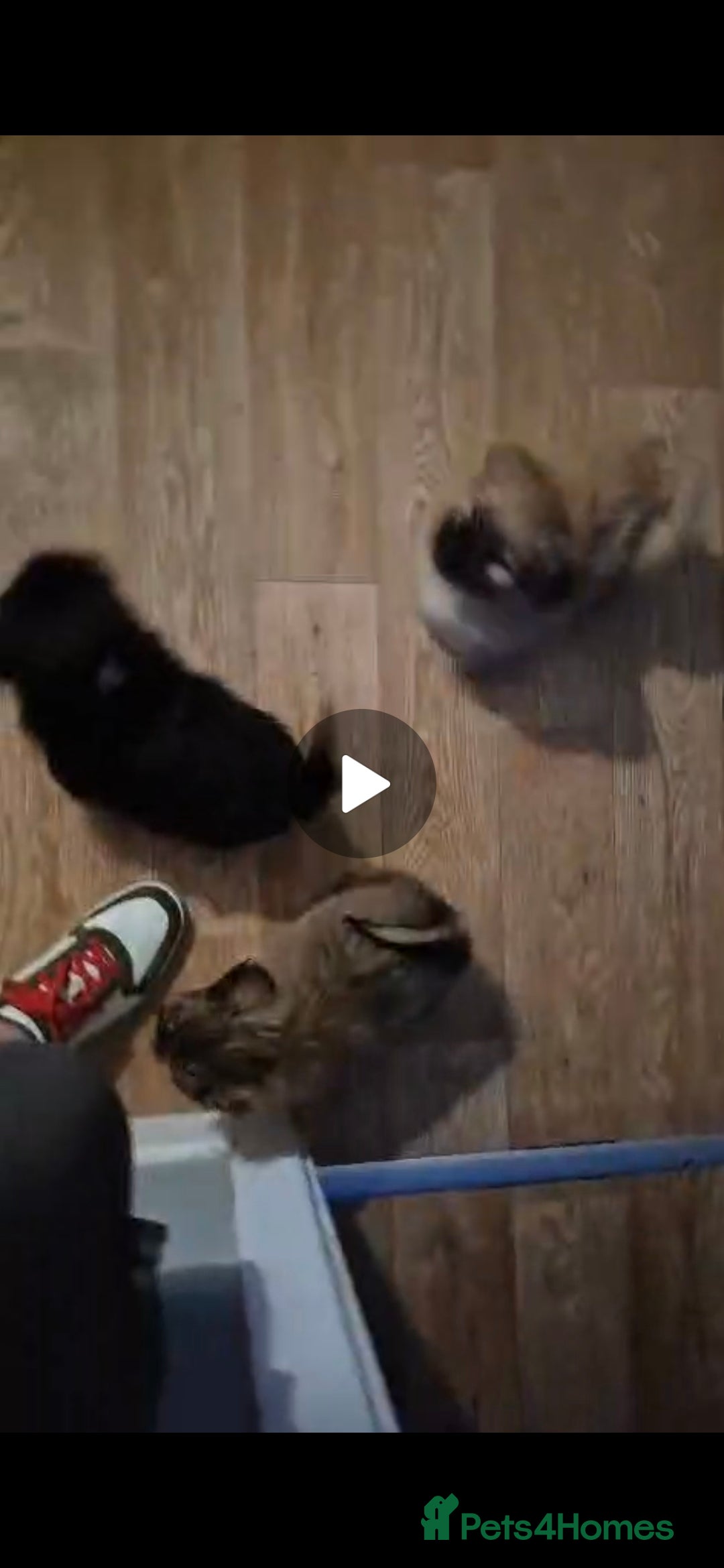 Mixed Breed dogs for sale: Shih Tzu pekingnese cross - Image 12