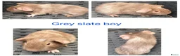 Guinea Pig rodents for sale: X8 baby boy/boar/male guinea pigs ready now.  - Advert 5