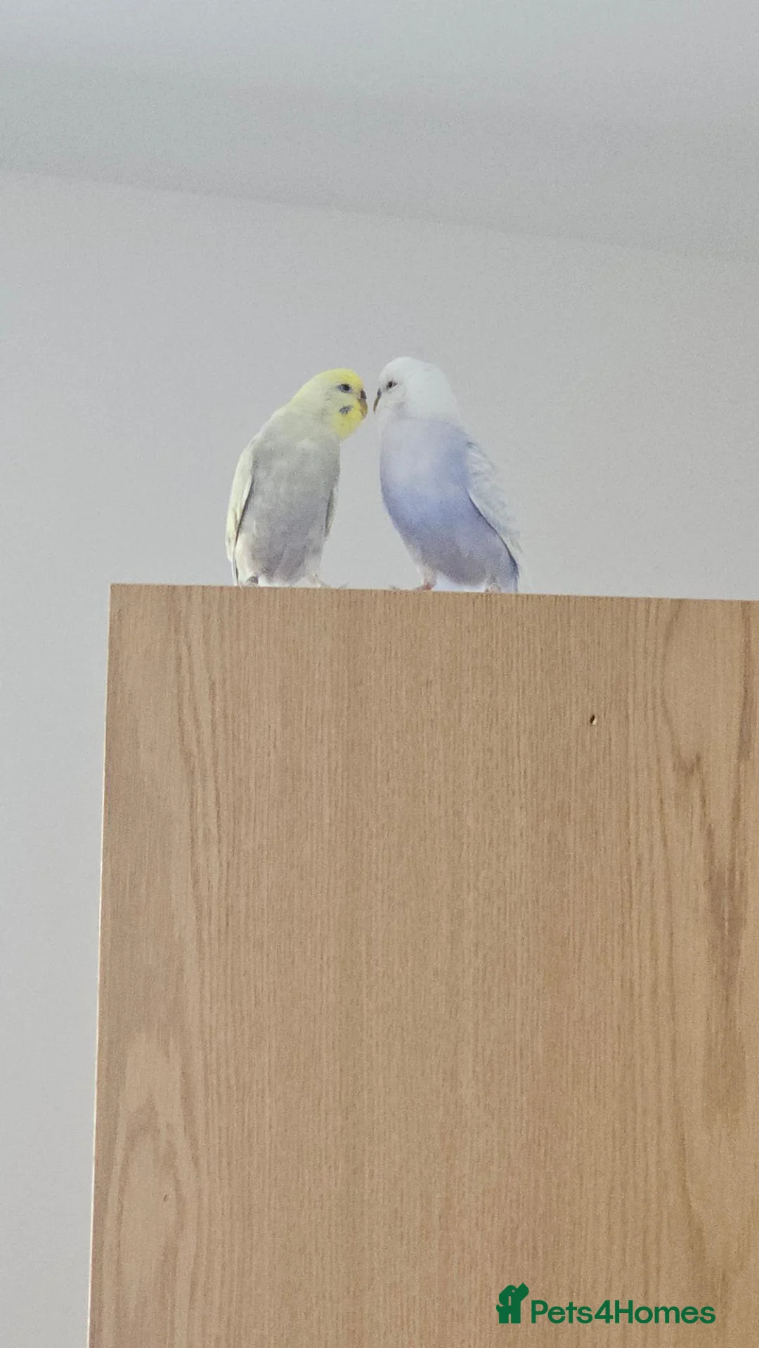 Budgerigars birds for sale: Pair of Budgies for rehoming  in Aberdeen - Advert 2