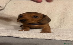 Miniature Dachshund dogs for sale: Miniature dachshunds cearphilly  - Image 3