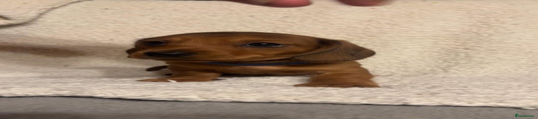 Miniature Dachshund Puppy 6