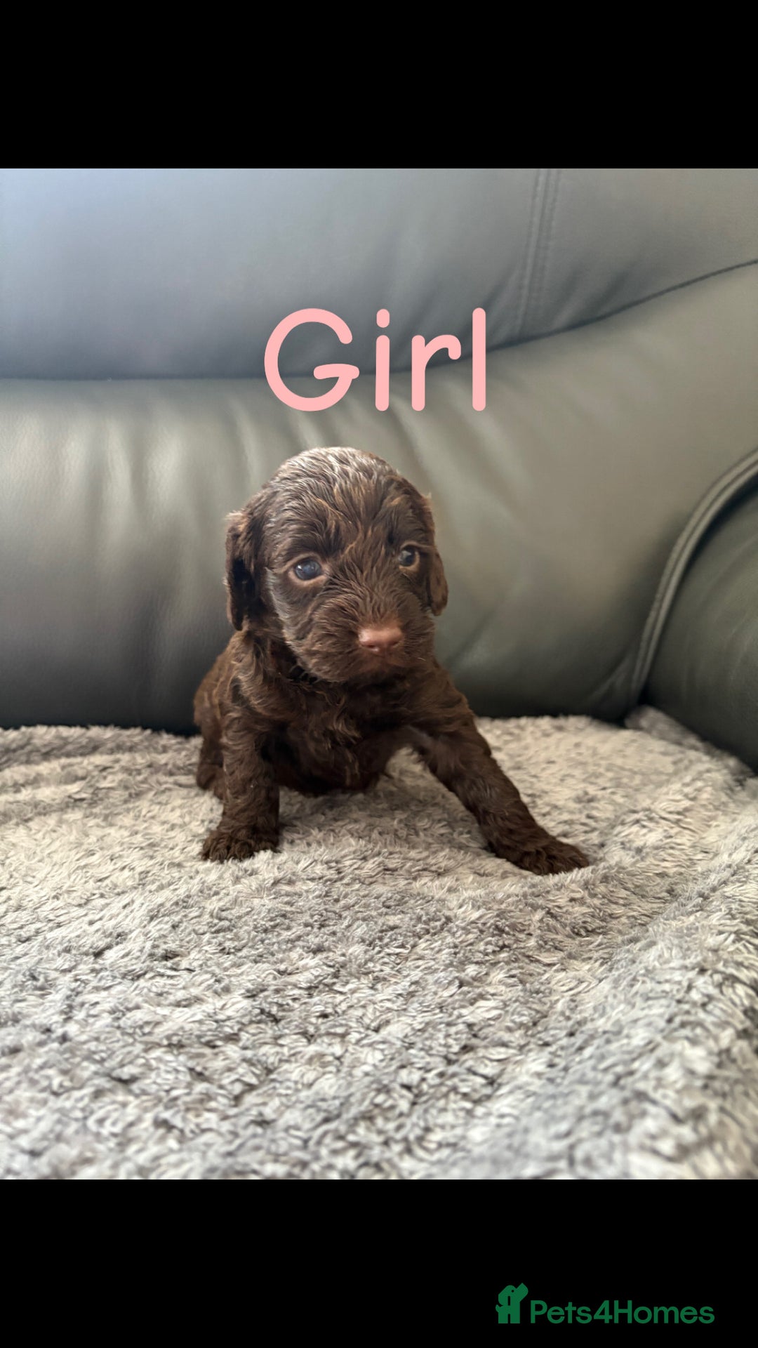 Cockapoo dogs for sale: F1 PRA Clear cockapoo puppys in Sandbach - Image 11