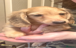 Miniature Dachshund dogs for sale: Levmai Miniature Longhaired Dachshunds  - Image 2