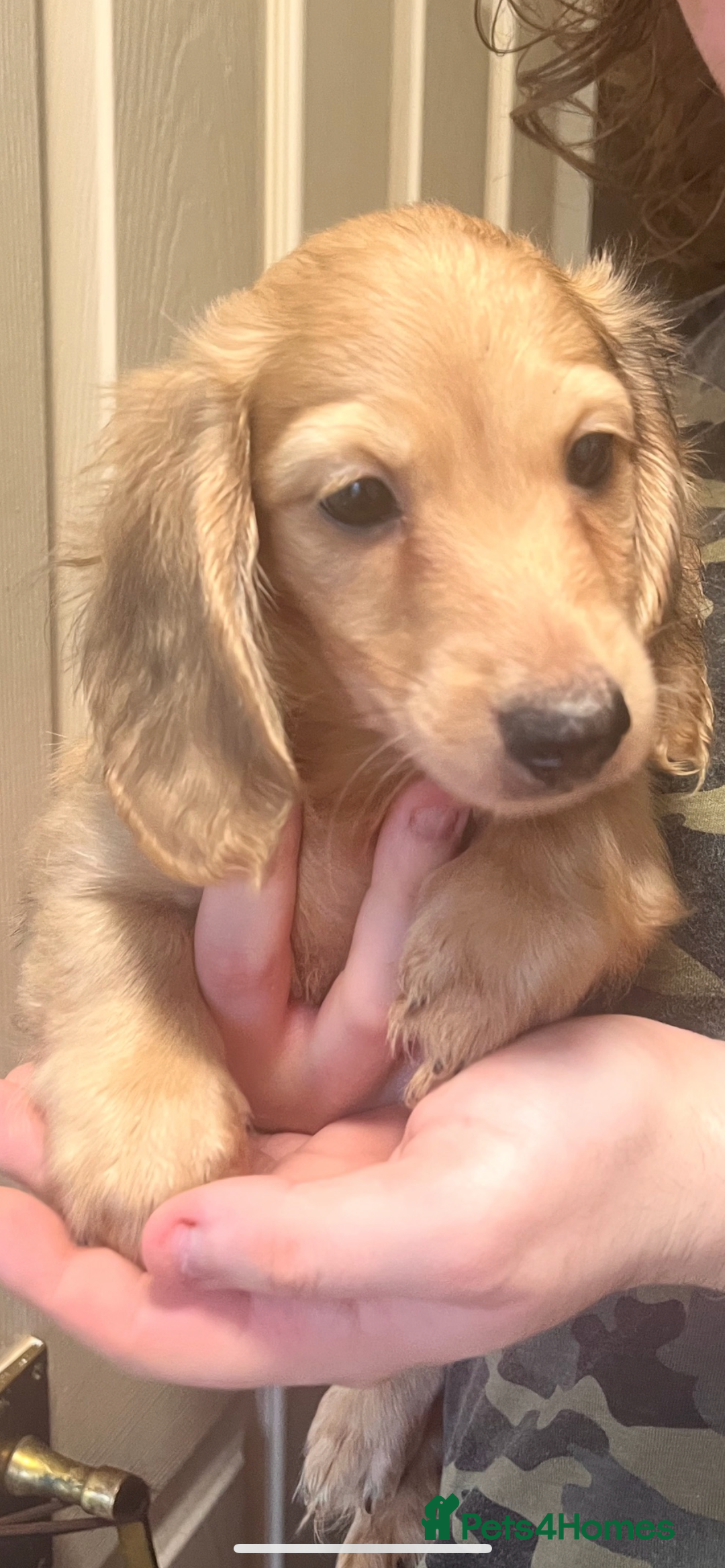 Miniature Dachshund dogs for sale: Levmai Miniature Longhaired Dachshunds  - Image 2
