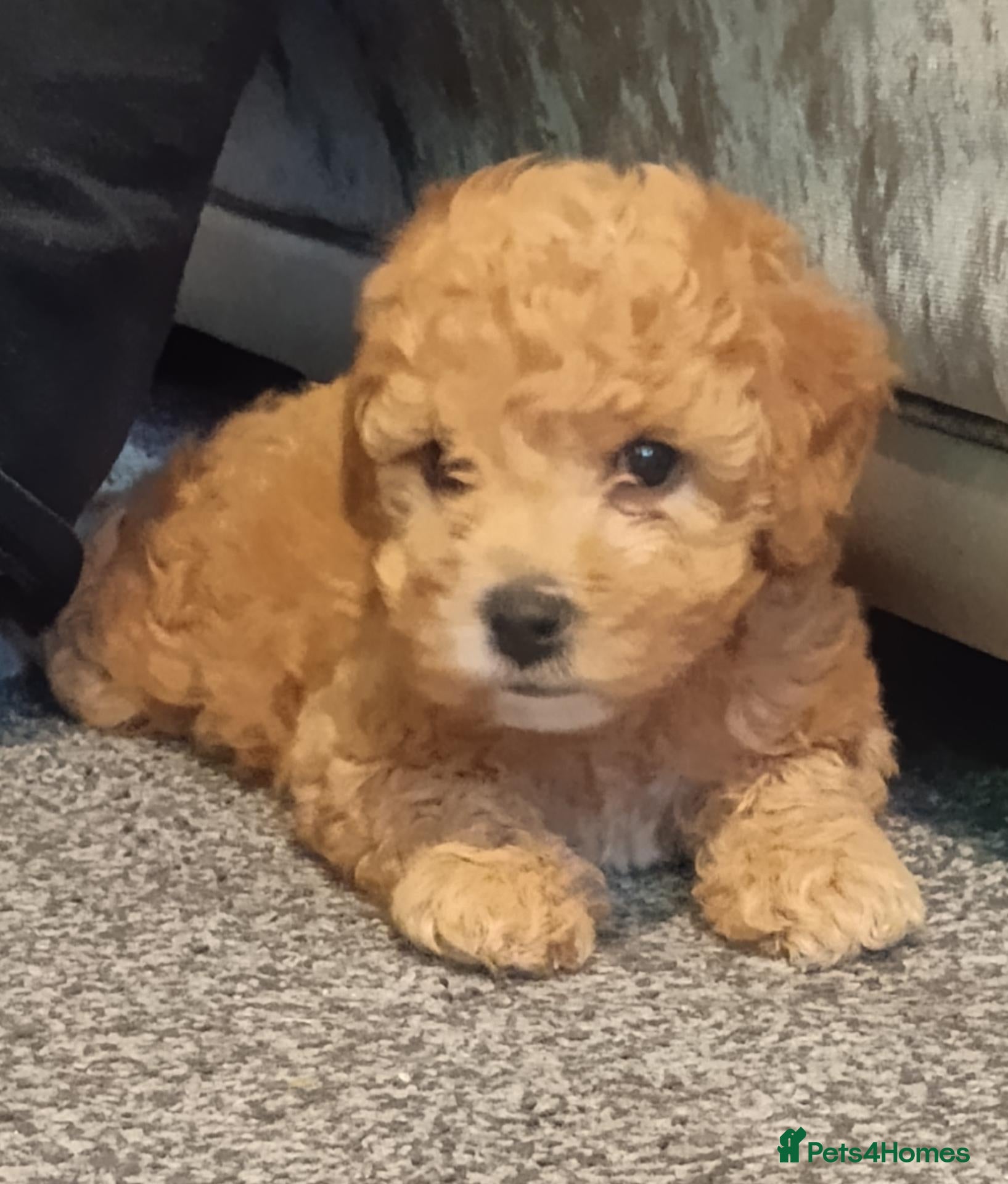 Cavapoo dogs F1BB Cavapoo,s beautiful fluffy puppies  - Advert 2