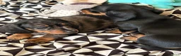 Dachshund dogs for sale: Dapple dachunds  in Leicester - Advert 4