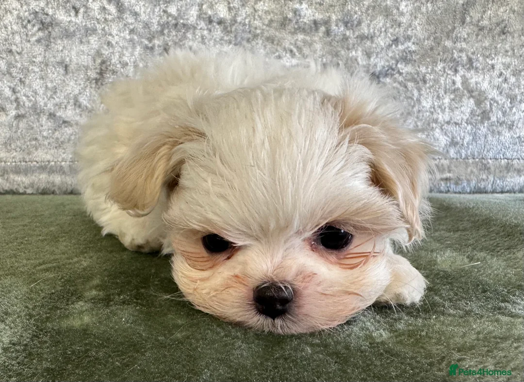 Maltipoo dogs for sale: Tiny f1b maltipoos  - Advert 12