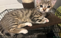 British Shorthair cats for sale: One female kitten for sale - Advert 1