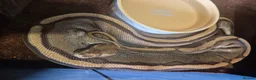 Python Snake reptiles for sale: 4 adult female ball pythons for sale  - Advert 3
