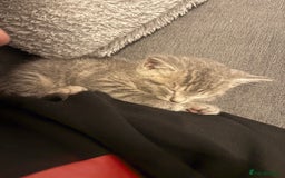 Mixed Breed cats for sale: Kittens for sale  - Image 4