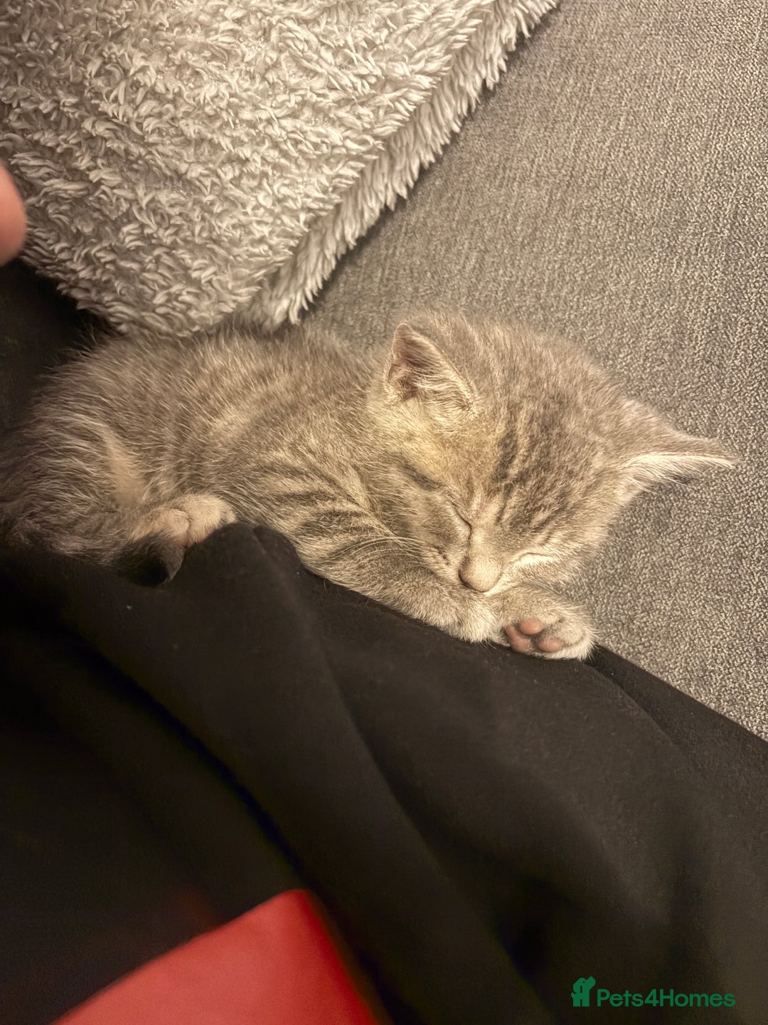 Mixed Breed cats for sale: Kittens for sale  - Image 4
