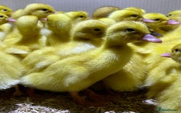 Ducks poultry for sale: Aylesbury duck hatching eggs  - Image 3