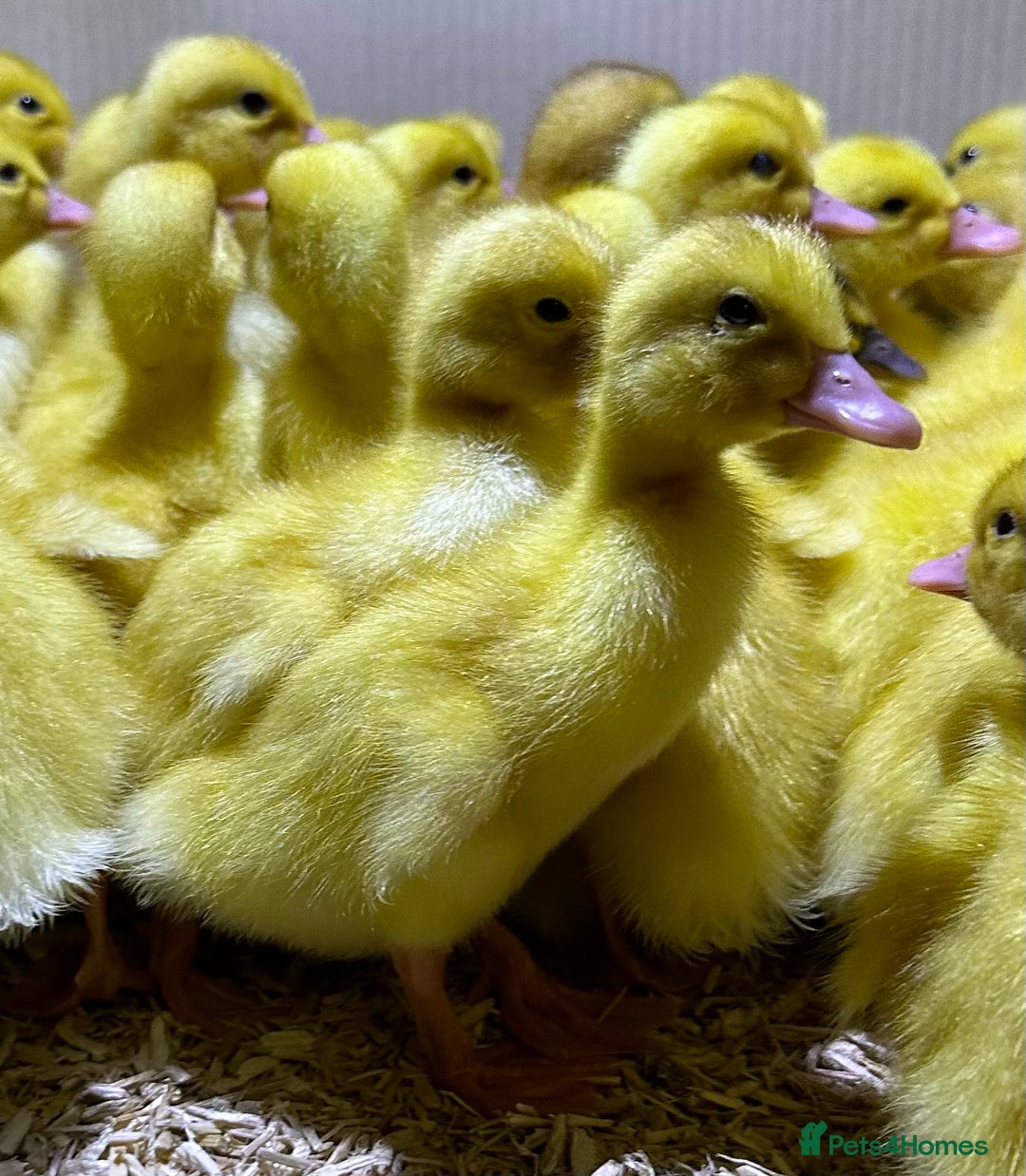 Ducks poultry for sale: Aylesbury duck hatching eggs  - Image 3