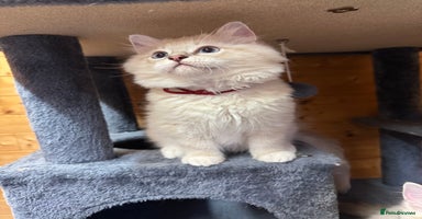 Ragdoll cats - Advert 12