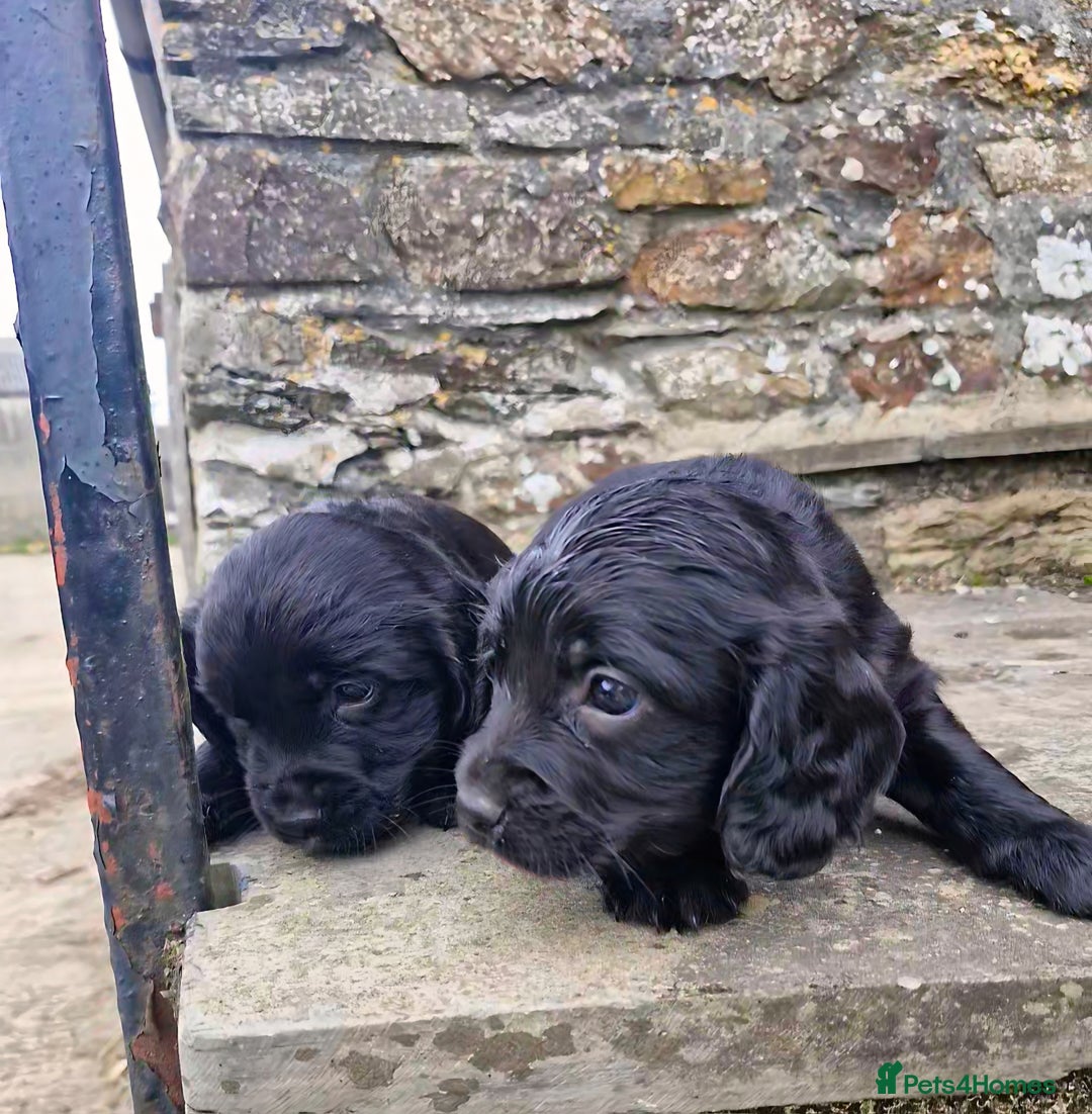 Sprocker dogs for sale: Female Sprocker Puppies - Image 4