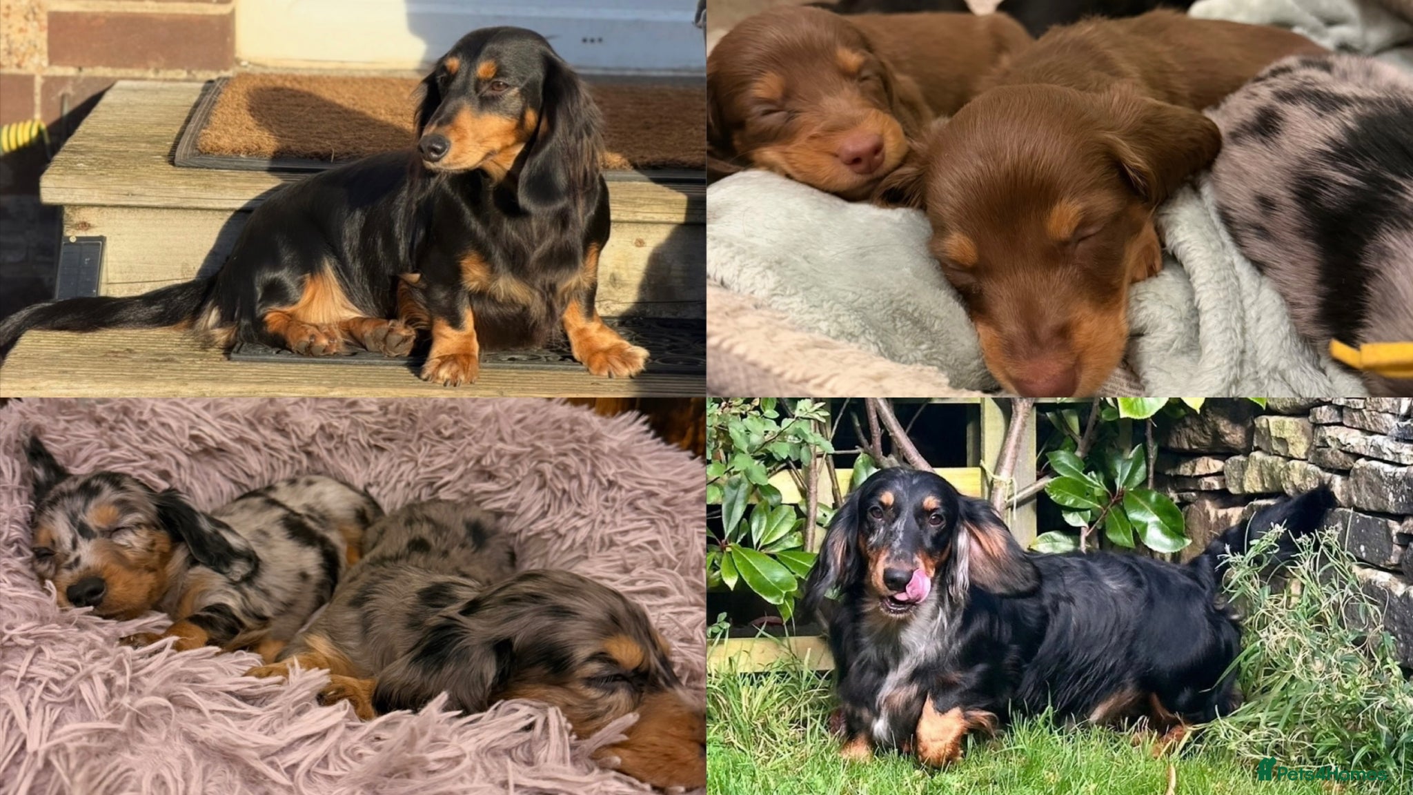 Dachshund dogs KC Standard Long Haired Dachshund Puppies - Advert 1