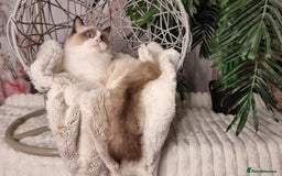 Ragdoll cats for sale: Quality Tica reg Ragdoll kittens  - Image 22