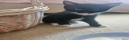 Domestic Shorthair cats for sale: Adorable kittens -Hayling island  - Advert 17