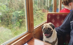 Pug dogs for sale: 3year old pug - Image 5