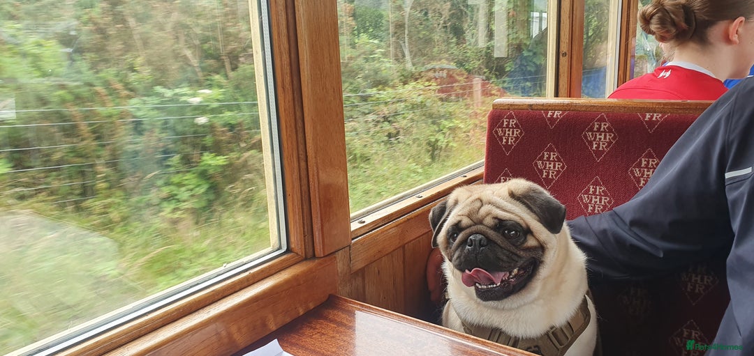 Pug dogs for sale: 3year old pug - Image 5