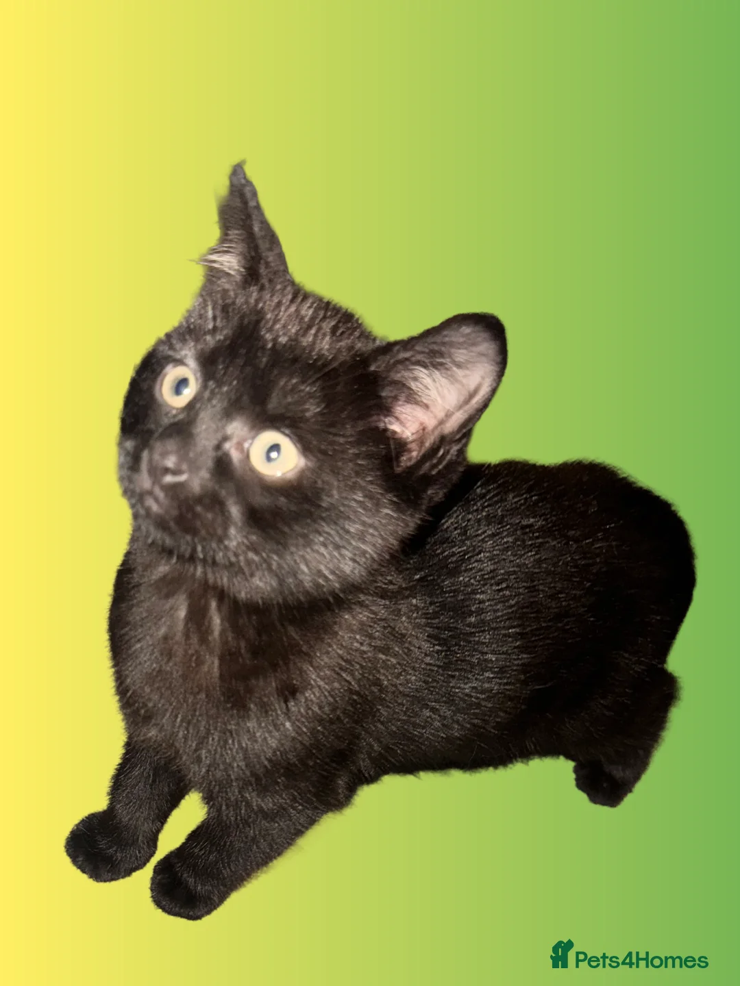 Mixed Breed cats for sale: 2 beautiful dark brown kittens - Advert 3