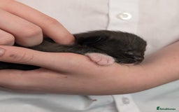 American Shorthair cats for sale: Boy kitten available - Image 6