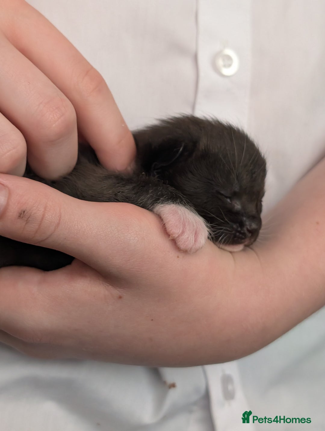 American Shorthair cats for sale: Boy kitten available - Image 6