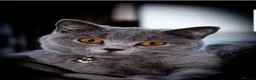 British Shorthair cats for sale: Our Little British Treasures  - Advert 3