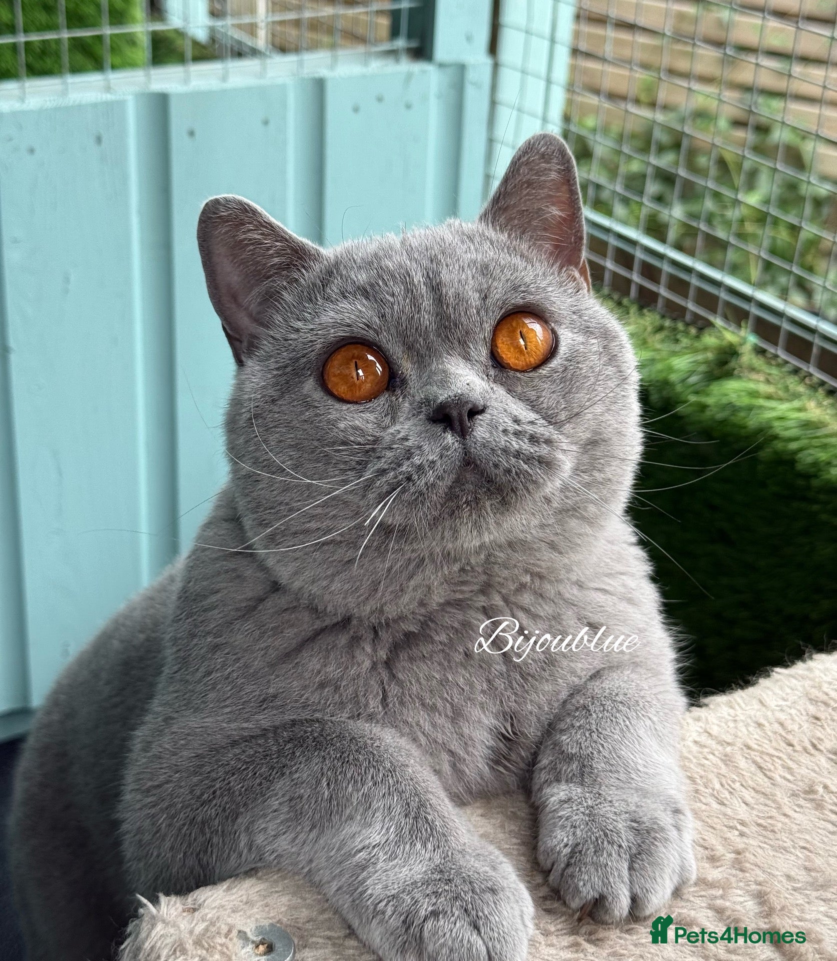 British Shorthair cats Blue Polish Import For Stud - Advert 1