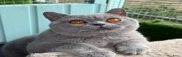 British Shorthair cats for stud: Blue Polish Import For Stud - Advert 4
