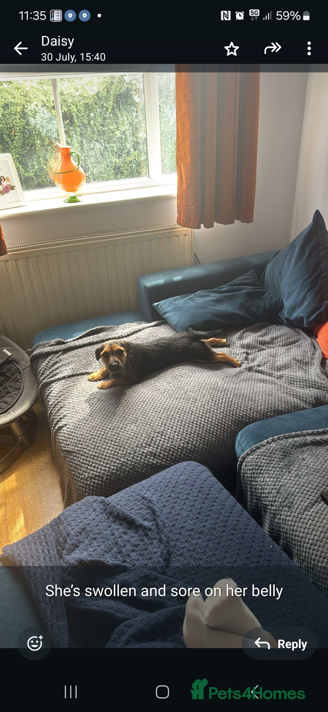 Border Terrier dogs for sale: All the hard work completed  - Image 4