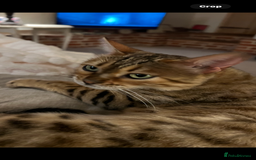 Bengal cats for sale: Beautiful Bengal  - Image 2