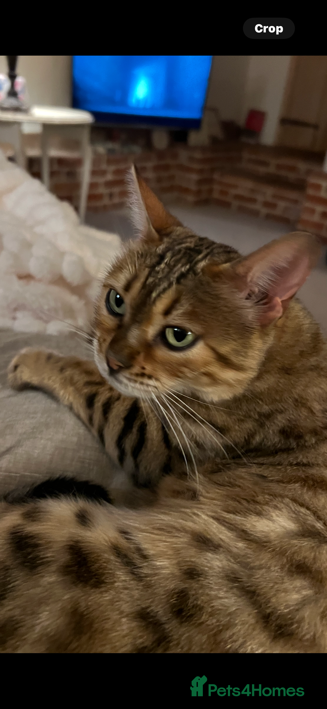 Bengal cats for sale: Beautiful Bengal  - Image 2