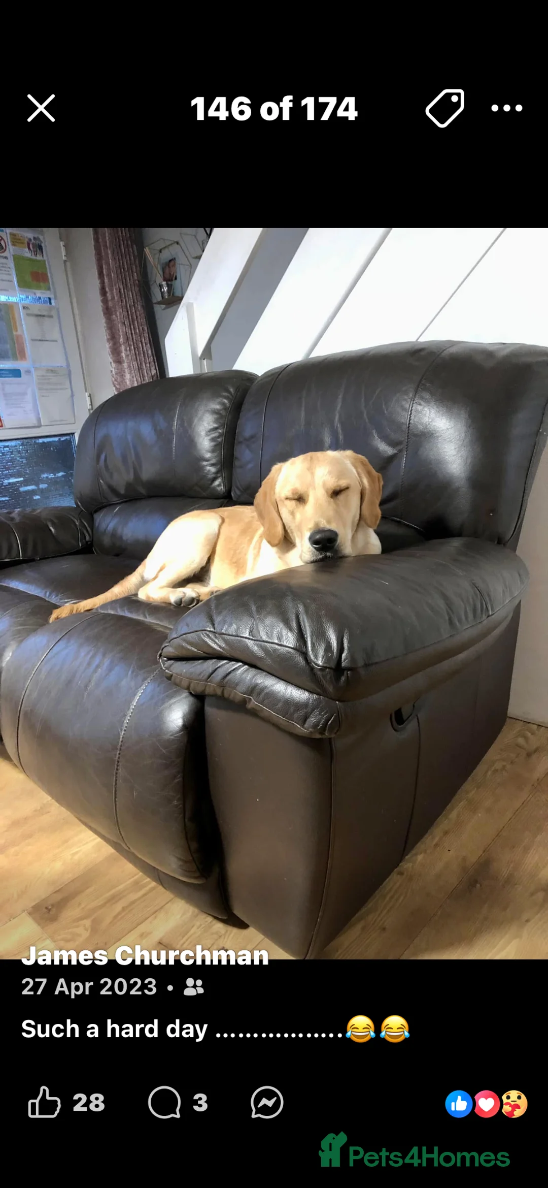 Goldador dogs for sale: Lab cross retriever. 3.5 years old. Gt family Dog. - Advert 3